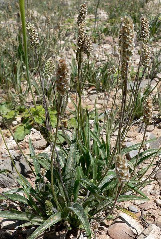 Plantago-ovata-1 (3).jpg